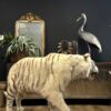 Opgezette witte tijger Opgezette witte tijger
