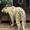 Opgezette witte tijger Opgezette witte tijger