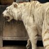 Opgezette witte tijger Opgezette witte tijger