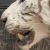 Opgezette witte tijger Opgezette witte tijger