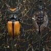 Stolp met diverse grote kevers Stolp met diverse grote kevers
