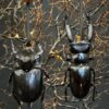 Stolp met diverse grote kevers Stolp met diverse grote kevers