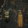 Stolp met diverse grote kevers Stolp met diverse grote kevers