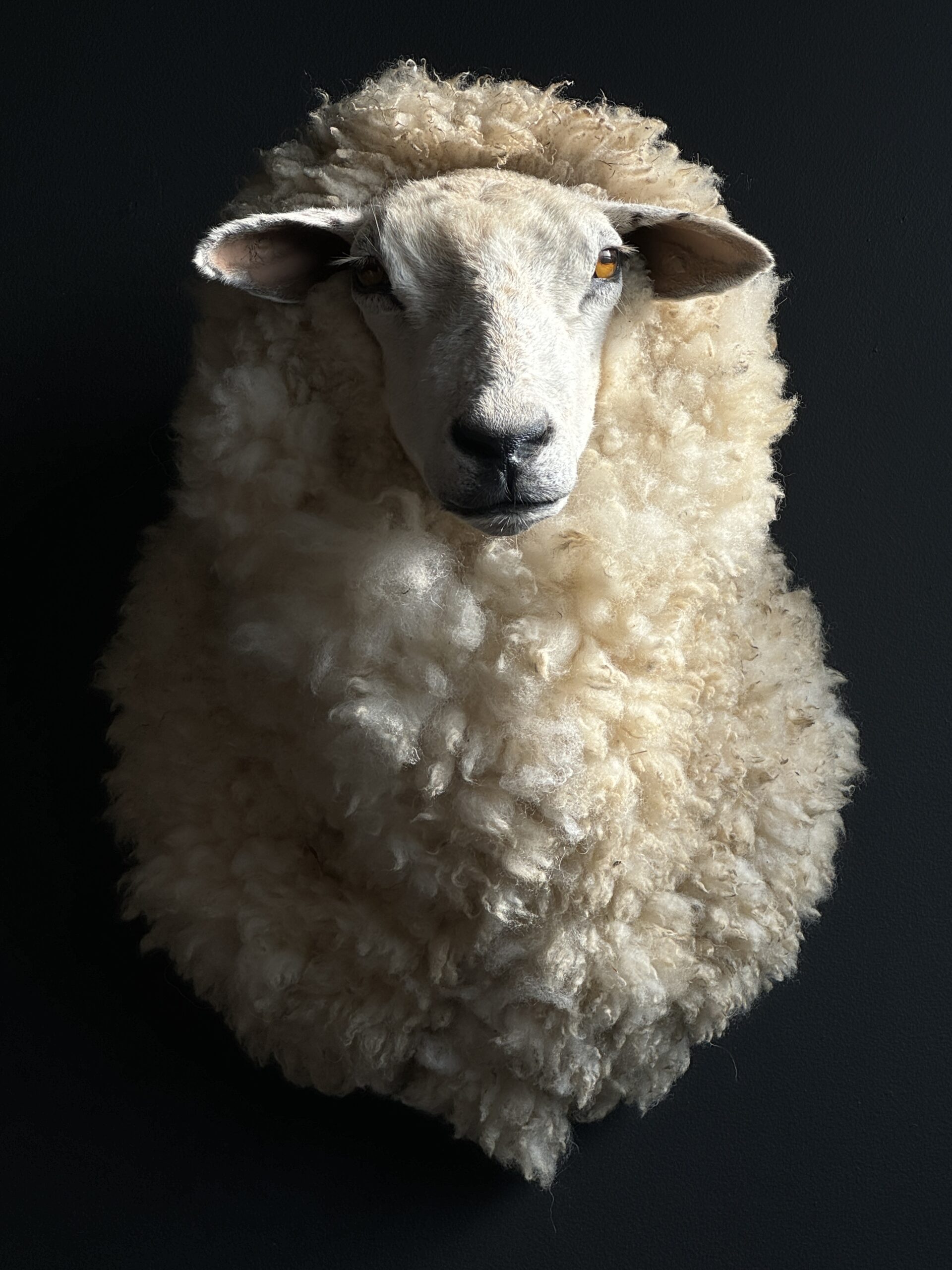 Kop van een schaap