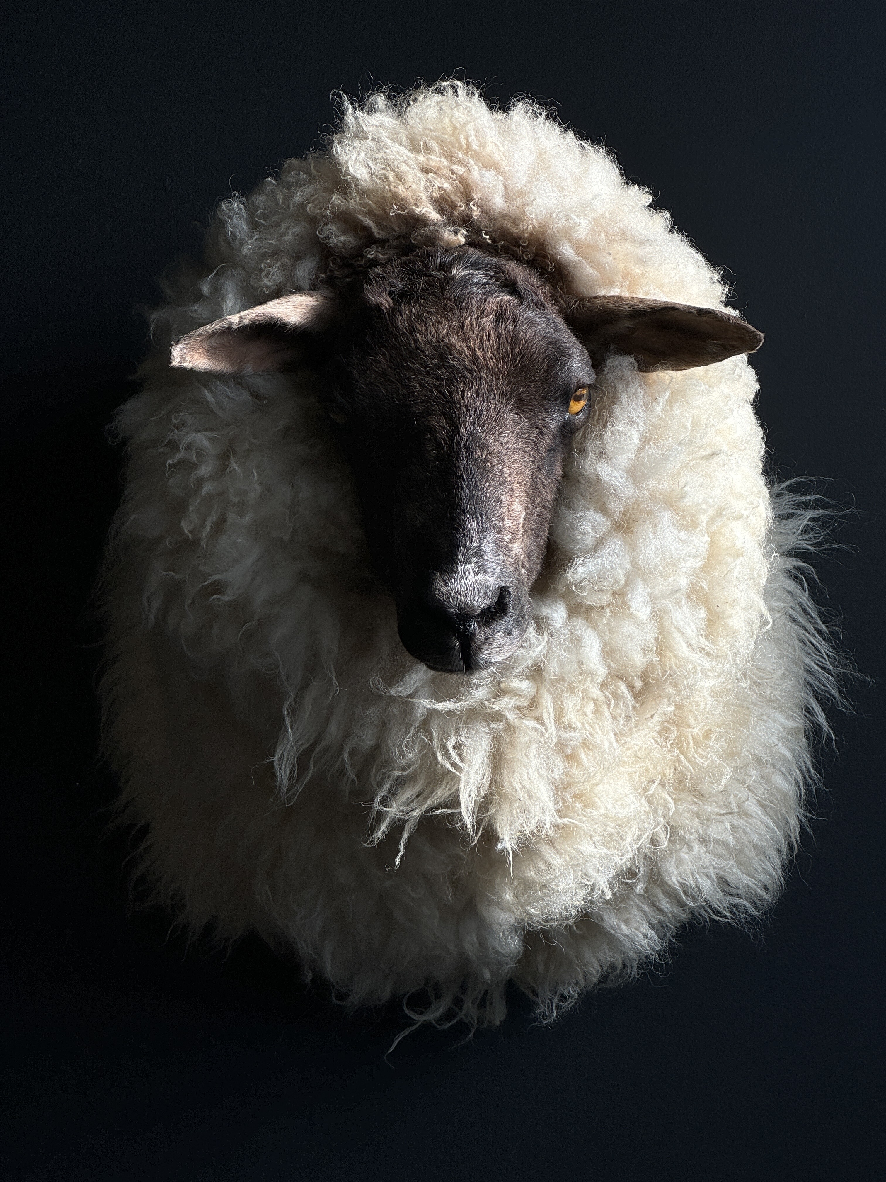 Opgezet schaap