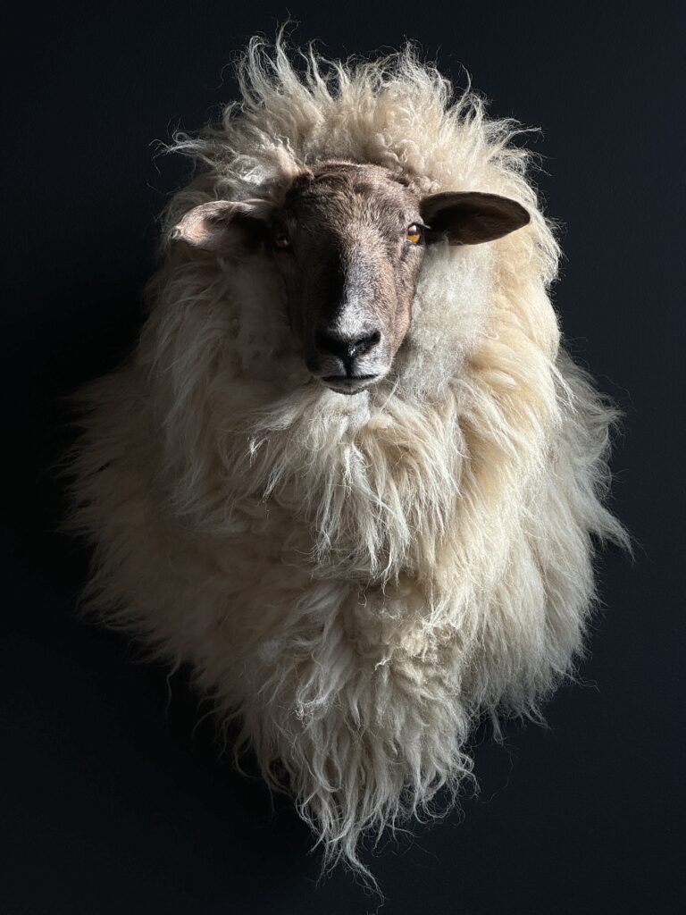 Mounted sheep (Schoonebeeker sheep) - BEAST Interiors