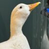 Opgezette witte eend Opgezette witte eend