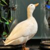 Opgezette witte eend Opgezette witte eend