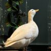 Opgezette witte eend Opgezette witte eend