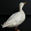 Opgezette witte eend Opgezette witte eend