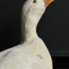 Opgezette witte eend Opgezette witte eend