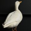 Opgezette witte eend Opgezette witte eend