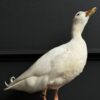 Opgezette witte eend Opgezette witte eend