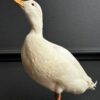 Opgezette witte eend Opgezette witte eend