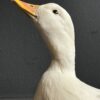 Opgezette witte eend Opgezette witte eend
