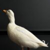 Opgezette witte eend Opgezette witte eend
