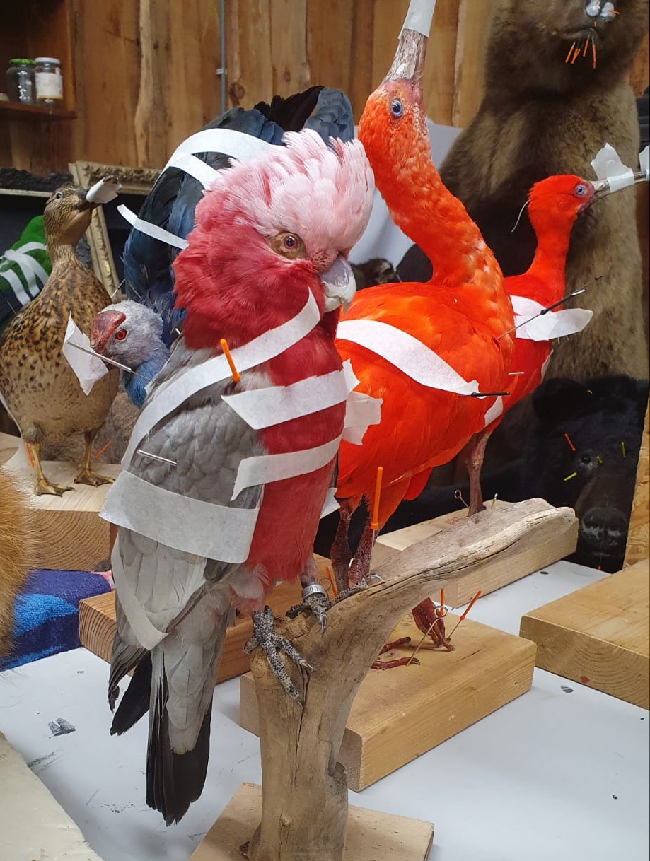 Opgezette dieren
