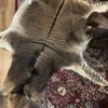 Zonkey huid Zonkey huid