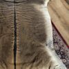 Zonkey huid Zonkey huid