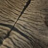Zonkey huid Zonkey huid