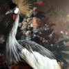 Opgezette kroonkraanvogel