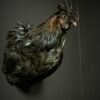 Mounted head rooster Mounted head rooster