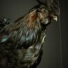 Mounted head rooster Mounted head rooster