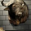 Kop van een Kaapse buffel