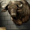 Kop van een Kaapse buffel