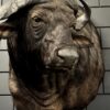 Kop van een Kaapse buffel