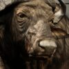 Kop van een Kaapse buffel
