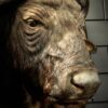 Kop van een Kaapse buffel