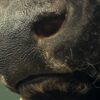 Kop van een Kaapse buffel
