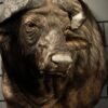 Kop van een Kaapse buffel