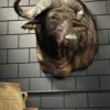Kop van een Kaapse buffel