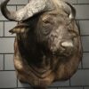 Kop van een Kaapse buffel