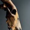 Gemetalliseerde schedel van een longhoorn Gemetalliseerde schedel van een longhoorn