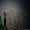 Zeewaaier XL Zeewaaier XL