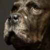 Opgezette Deense dog Opgezette Deense dog