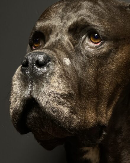 ausgestopfter hund