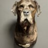 Opgezette Deense dog Opgezette Deense dog