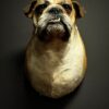Opgezette Engelse buldog Opgezette Engelse buldog