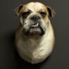Opgezette Engelse buldog Opgezette Engelse buldog