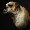 Opgezette Engelse buldog