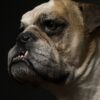 Opgezette Engelse buldog Opgezette Engelse buldog