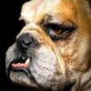 Opgezette Engelse buldog Opgezette Engelse buldog