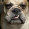 Opgezette Engelse buldog Opgezette Engelse buldog