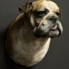 Opgezette Engelse buldog Opgezette Engelse buldog