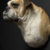 Opgezette Engelse buldog Opgezette Engelse buldog