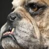 Opgezette Engelse buldog Opgezette Engelse buldog